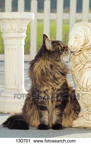 maine coon statue