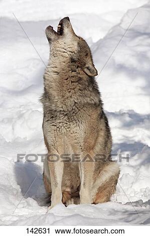 Stock Photography of european wolf - sitting in snow