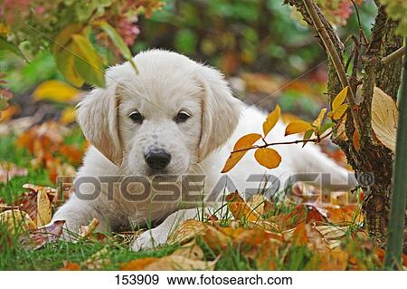 high meadow golden retrievers stock photograph of golden retriever puppy lying on meadow 153909 search stock high meadow golden retrievers stock photograph of golden retriever puppy lying on meadow 153909 search stock