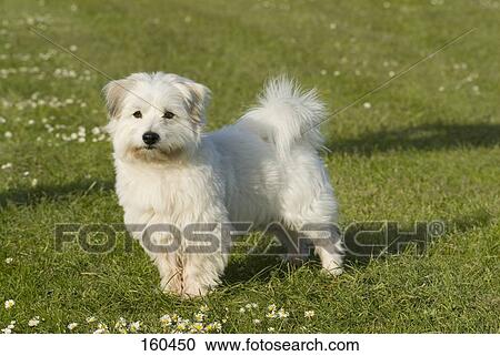 摄影图库 coton de tulear 狗 站立 上 a 草地