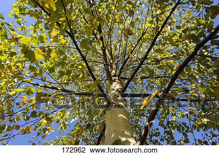图吧 - 欧洲, 白的白桦, 银桦树, (Betula, pendula