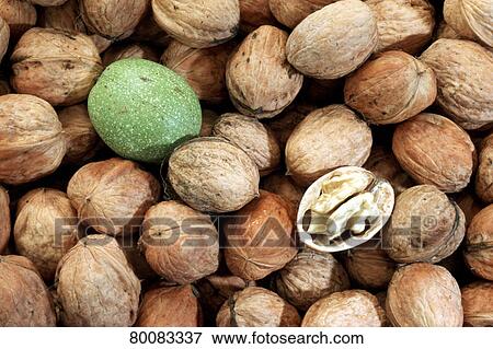 图片 - DEU, 2004:, 普通, 胡桃, 英语, 胡桃, 波斯