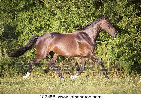 照片 - 荷兰人, Warmblood., 海湾, 母马, 疾走, 在