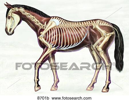 Banco de Ilustrações - eqüino, sistema esquelético, vista lateral