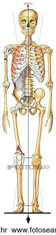 Stock Illustration of Skeletal System (Anterior View) Unlabeled 8943a