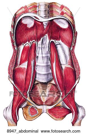 Desenho - músculos, de, posterior, abdominal, parede, de, femininas