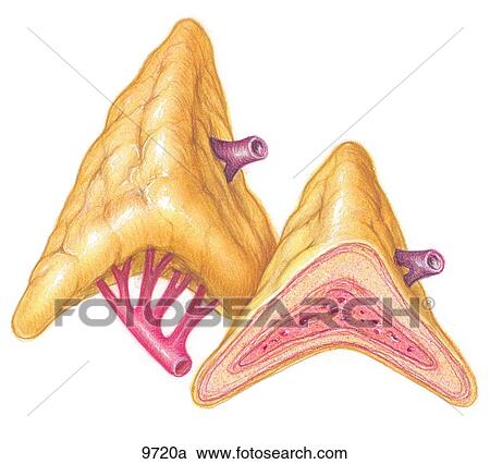 Stock Illustrations of Adrenal Glands Unlabeled 9720a - Search Clipart