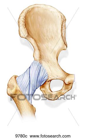 Stock Illustrations of Hip Joint Anterior View Unlabeled ... diagram lower pelvis 
