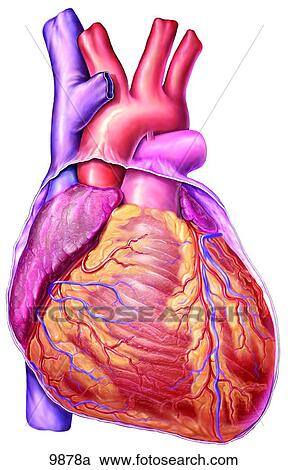 Stock Illustrations of Heart Anterior View Unlabeled 9878a - Search