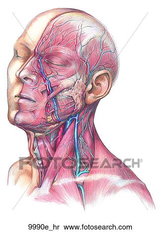 Stock Illustration of Head and Neck Vein, Artery, Nerve and Muscle