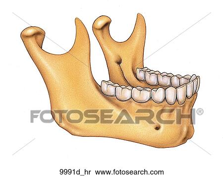 Archivio Illustrazioni - mandibola, Unlabeled 9991d_hr - Cerca Clipart