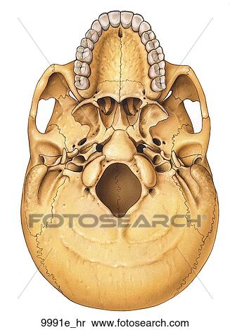 Stock Illustration of Base of Skull Unlabeled 9991e_hr - Search Clipart