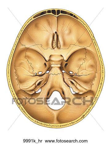 Stock Illustration Of Base Of Skull Inner Surface Unlabeled 9991k Hr 