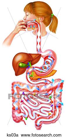 Stock Illustrations of Simplified digestive system - shown as a game