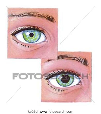 regular pupil size regular pupil size