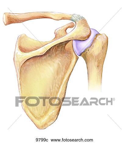 Stock Illustrations of Right Shoulder Posterior View Unlabeled 9799c