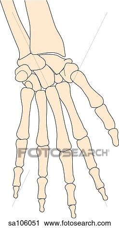 Clipart of Anterior view of the right wrist joint showing relative