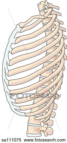 Stock Illustration of Lateral view of the skeletal anatomy of the
