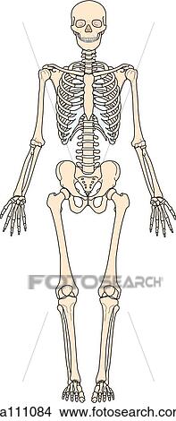 Drawings of Anterior view of the skeletal anatomy of the body. sa111084