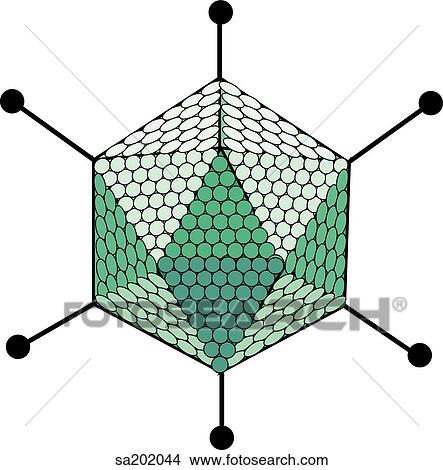 Drawings of Adenovirus (DNA virus). sa202044 - Search Clip Art