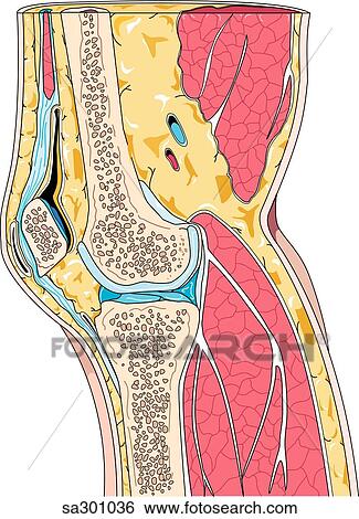Stock Illustration of Sagittal section of knee revealing