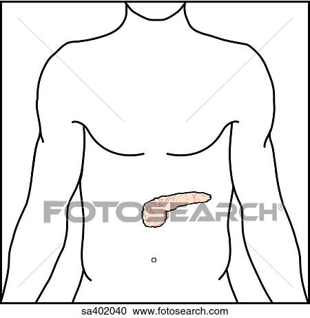 Stock Illustrations of Orientation drawing shows location of pancreas