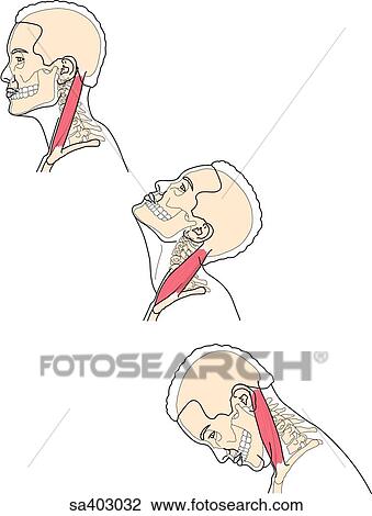 Clip Art of Three lateral images of male head and neck featuring skull