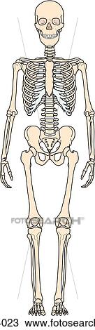 Drawing of Anterior view of full skeleton. sa404023 - Search Clipart
