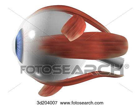 Stock Illustration of Lateral view of eye with muscle attachments