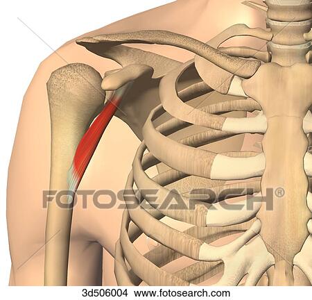 coracoid process 3 muscles