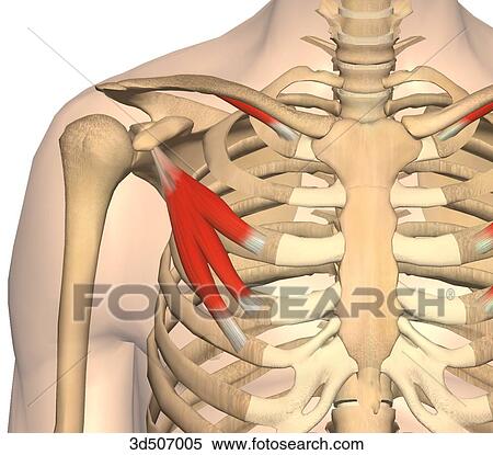 subclavius minor pectoralis anterior muscles bony attachments their illustration 3d fotosearch anatomy super illustrations lifeart