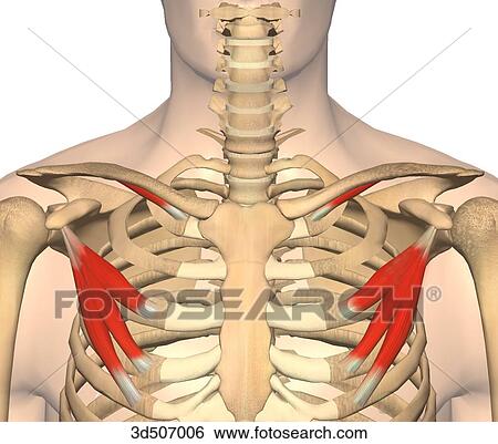 Stock Illustration of Anterior view of the subclavius and pectoralis