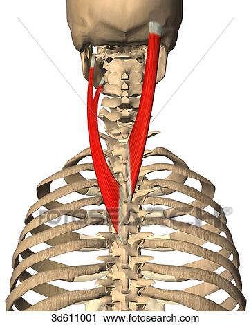 Clipart of Posterior view of upper thorax and neck region showing the