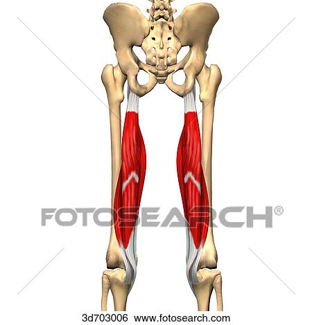 Stock Illustration of Posterior view of the thigh showing the