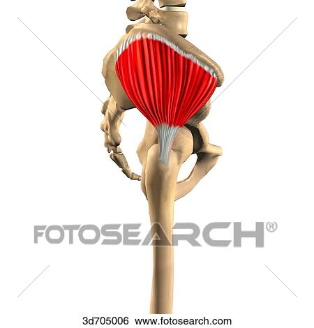 Stock Illustration of Lateral view of the gluteal region showing the