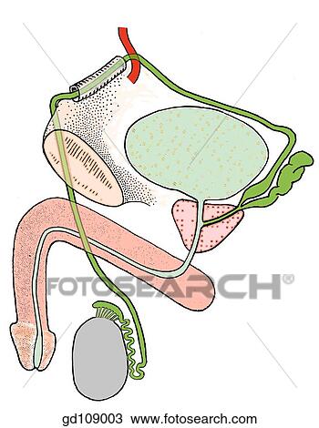 Zeichnung M Nnlich Urogenital System Hoden Ductus Deferens
