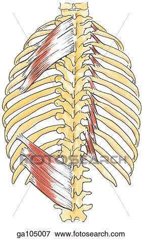 Stock Illustration of Posterior view of the muscles of the thoracic