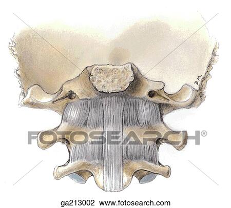 atlanto occipital joint