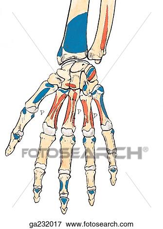 Stock Illustration of Bones of forearm and hand showing muscle