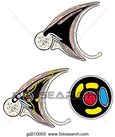 Drawing of Walls and contents of axilla (schematic transverse section