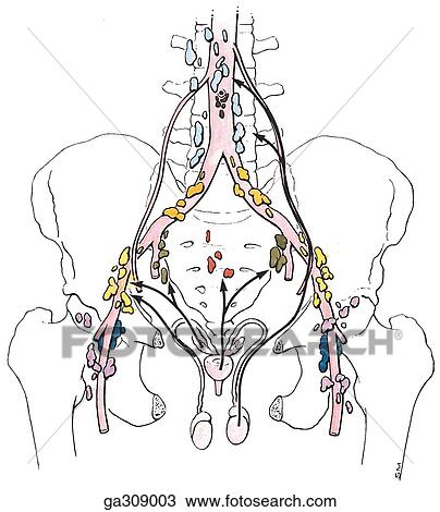 手绘图 - 淋巴管, 排水, 在中, 男性, 骨盆, 先前, v