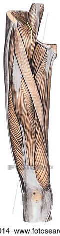 Drawings of Anterior and medial thigh muscles - 1. B. Superficial