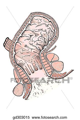 Stock Illustration of Rectum, anal canal and anal ...
 Rectum Drawing