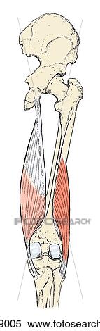 Stock Illustration of Muscles of the posterior thigh; deep dissection