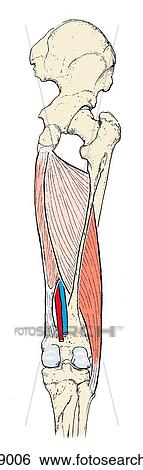 Stock Illustration of Muscles of the posterior thigh; deep dissection