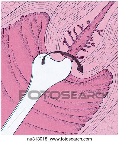 of Cross vagina section a