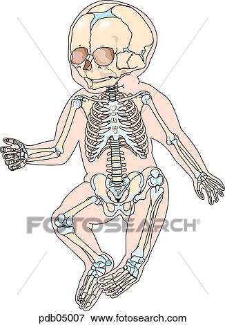 Stock Illustration of Drawing of a newborn demonstrating skeleton