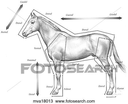 Dibujo - topográfico, y, direccional, términos, equino mva18013