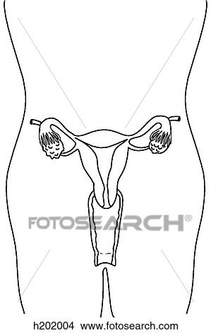 Drawings of Female reproductive system h202004 - Search Clip Art
