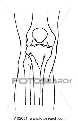 Clipart of Knee joint h102051 - Search Clip Art, Illustration Murals